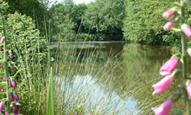 Broomham Ponds