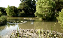 Alderwood Ponds
