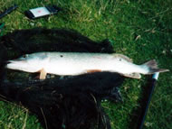 Pike lying on a net on a grassy bank