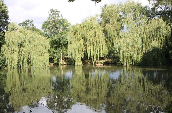 Oast Farm Pond