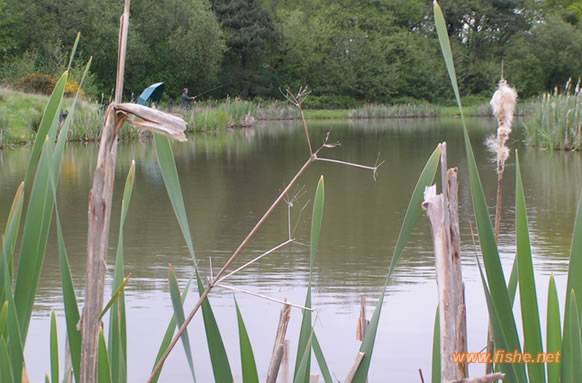 Sharnfold Farm Fishing Lake