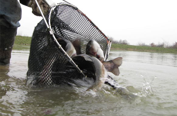 Thornwood Springs Trout Fishing Lakes