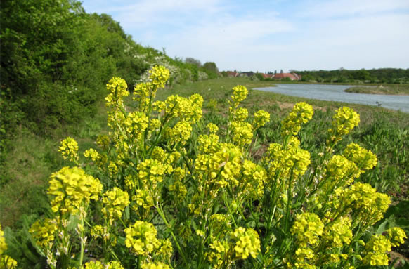 Thornwood Springs Trout Fishing Lakes