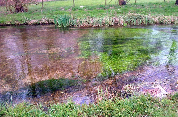 Dever Springs Trout Fishery