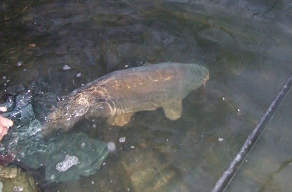 Sandhurst Fishery Lake