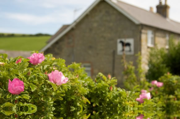Nettlecombe Farm