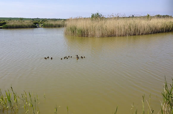 Marshside Fishery Lakes