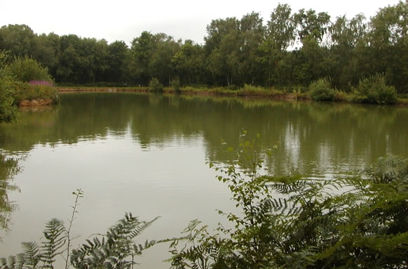 Saw Lodge Farm Lakes