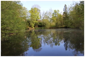 Ticehurst Pond