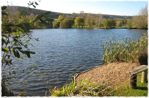 Duncton Mill Trout Fishery
