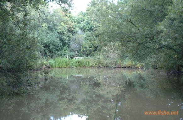 Frylands Pond