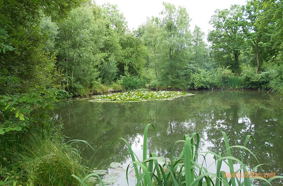 Goose Green Fishing Lakes