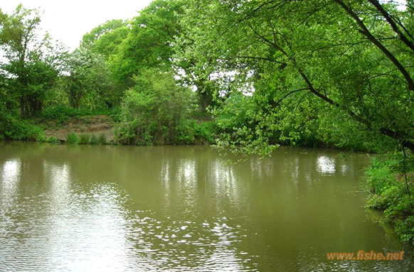 Goose Green Fishing Lakes
